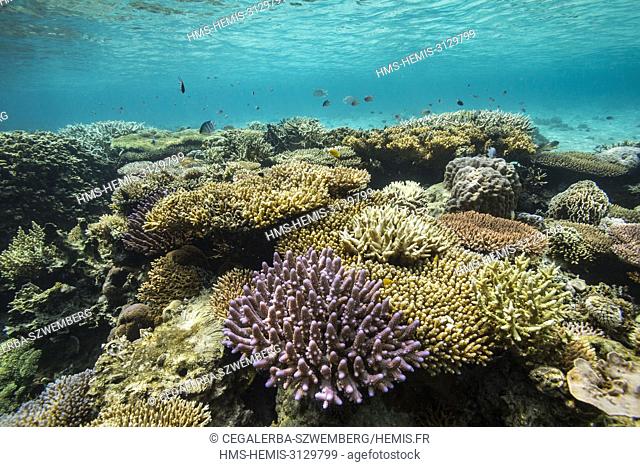 Philippines, Palawan, Taytay Bay, Isla Blanca, coral reef