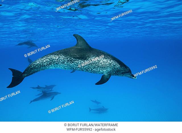 Atlantic Spotted Dolphin, Stenella frontalis, Caribbean, Bahamas