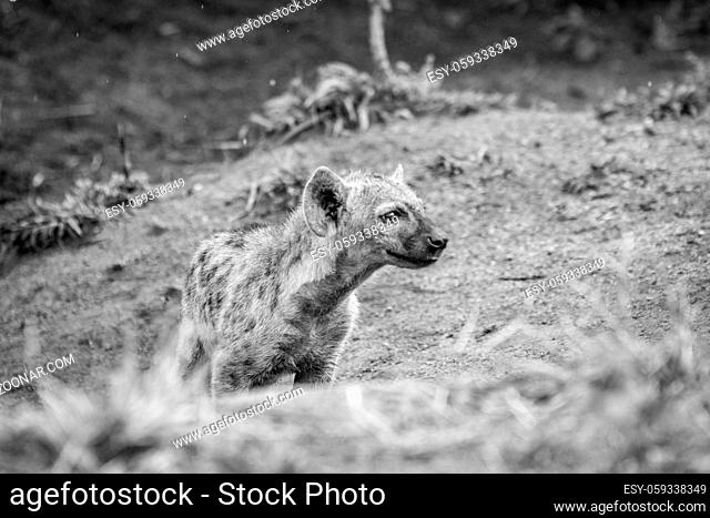 Baby Spotted hyena in black and white in the Kruger National Park, South Africa