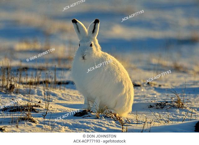 Arctic Hare (Lepus arcticus), Wapusk NP, Cape Churchill, Manitoba, Canada