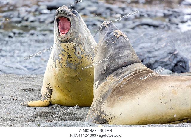 Southern elephant seals (Mirounga leonina) hauled out for their annual catastrophic moult, Snow Island, Antarctica, Polar Regions