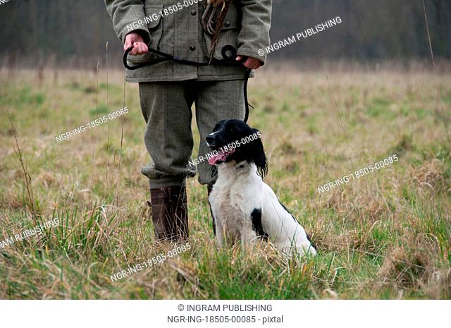 Black and white spaniel waiting with her master in the shooting field