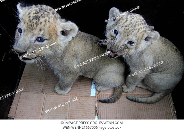 A zookeeper plays with 30 days old, still unnamed lions, at the Zoo of the town of Razgrad north-east of the Bulgarian capital Sofia (02Sep14)