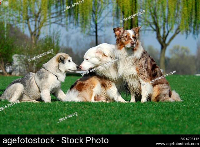 Young Alaskan Malamute, puppy, and two Australian Shepherds, red-merle, sitting side by side in a meadow, FCI Standard No. 243 and No