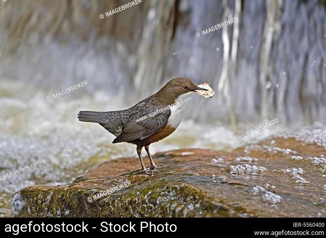 Adult white-breasted dipper (Cinclus cinclus), standing on rocks in fast-flowing river, with leaf for nesting material, England, United Kingdom, Europe