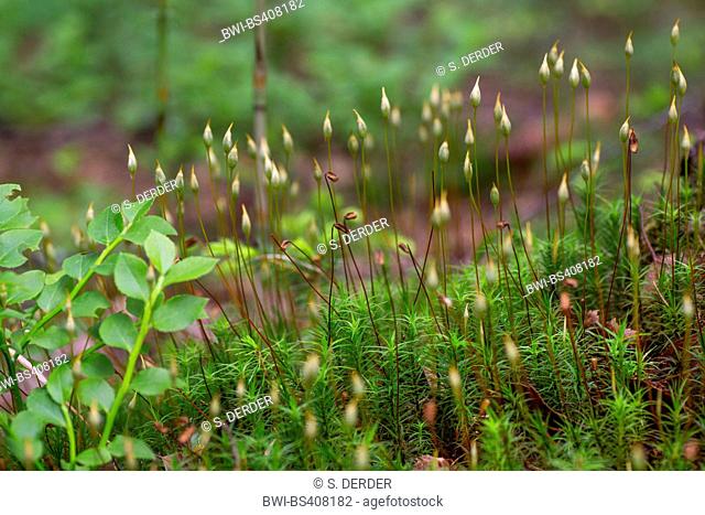 Star Moss, Haircap Moss, Hair Moss (Polytrichum formosum, Polytrichum attenuatum), with capsules, Germany, Bavaria, Oberbayern, Upper Bavaria