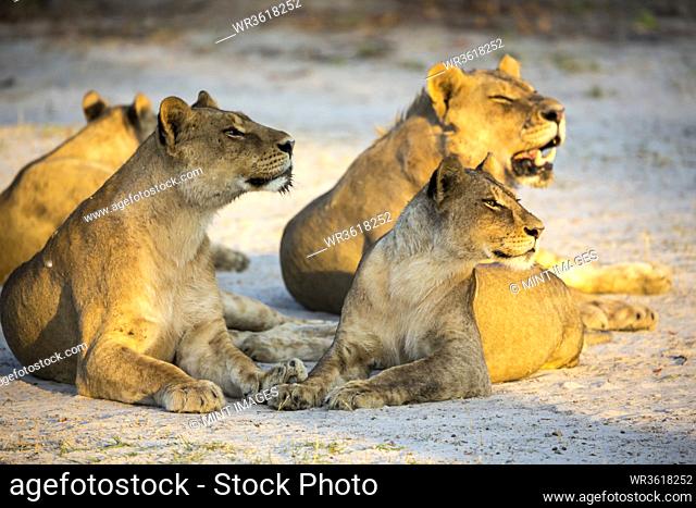 A pride of female lions lying resting at sunset, one yawning