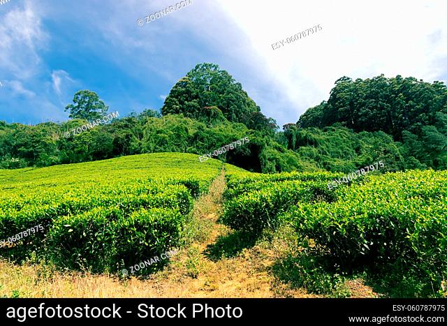 Scenic landscape of the Central plateau in Sri Lanka. Cloud forests (nephelohylea) and mountain tea plantations (Ceylon tea)