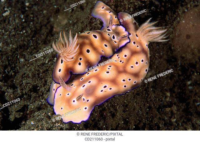 Nudibranch (Chromodoris kuniei) mating. Papua New Guinea