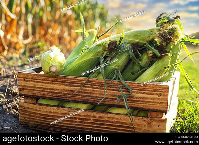 Maize cobs in wooden crate with corn field at background sunset summer time somewhere in Ukraine