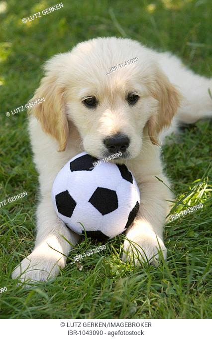 Golden Retriever puppy with soccer ball
