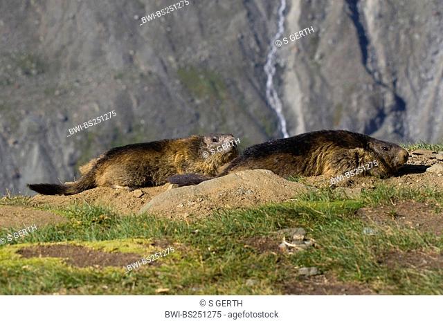 alpine marmot Marmota marmota, two individuals sunbathing ath their den, Austria, Hohe Tauern National Park, Grossglockner