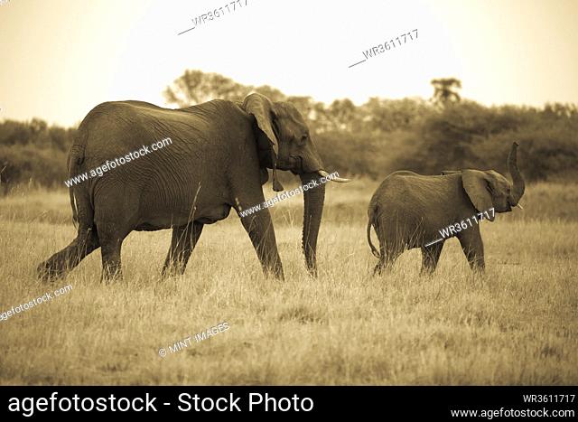 Two elephants, one adult and a calf walking through grassland