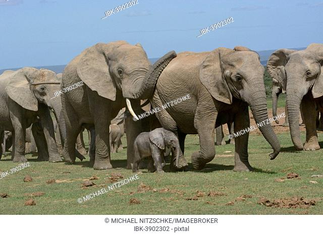 African Bush Elephants (Loxodonta africana), adults with young, 2 days, Addo Elephant National Park, Eastern Cape, South Africa