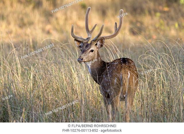 Spotted Deer (Axis axis) adult male, with antlers in velvet, looking over shoulder, standing in grass, Kanha N.P., Madhya Pradesh, India, March