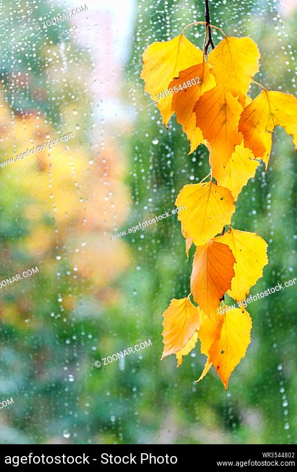 Autumn: birch branch with yellow leaves against the window, covered with drops of water