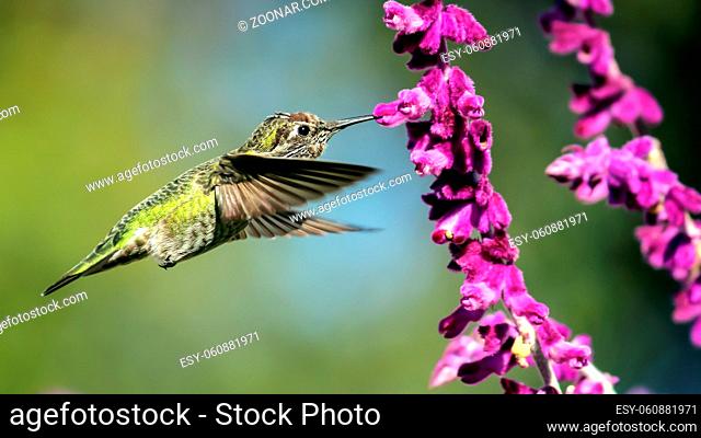 A hummingbird drinks nectar from a flower while flying