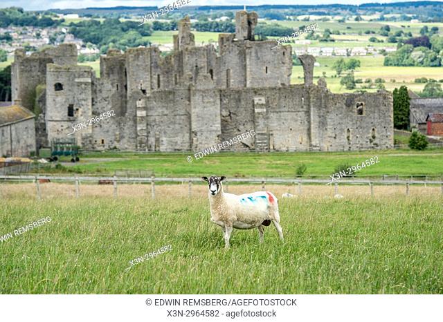 Lone sheep stands on hill in front of historic Middleham Castle, Wensleydale, in the county of North Yorkshire, England