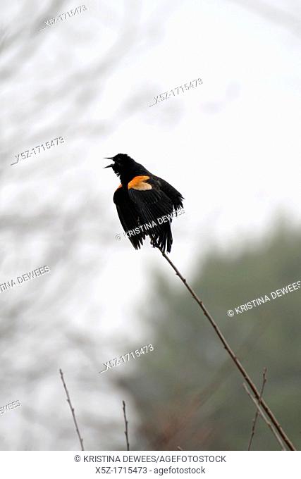 A Red Winged Blackbird letting his feelings be known