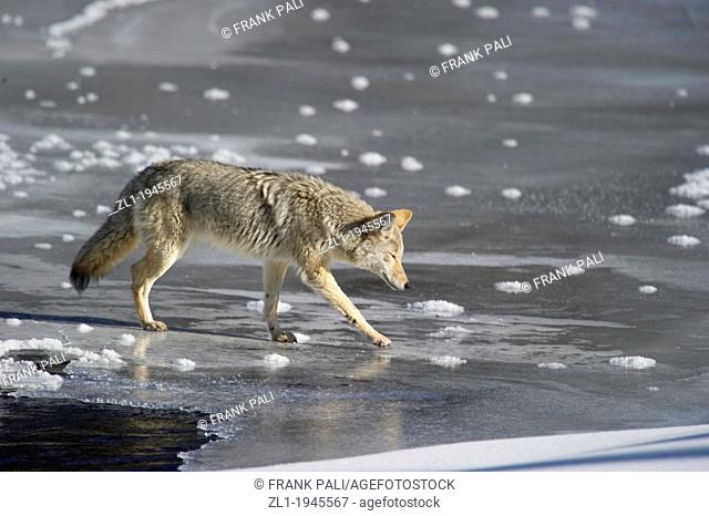 Coyote Canis latrans being careful crossing the ice while hunting along roadside at Yellowstone National Park, Mammoth Hot Springs, Wyoming, USA