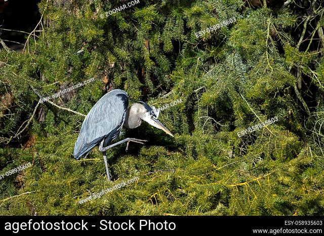 A great blue heron uses its leg to scratch itself in north Idaho