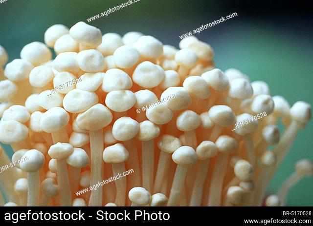Enoki mushrooms, Golden needle mushroom (Flammulina velutipes)