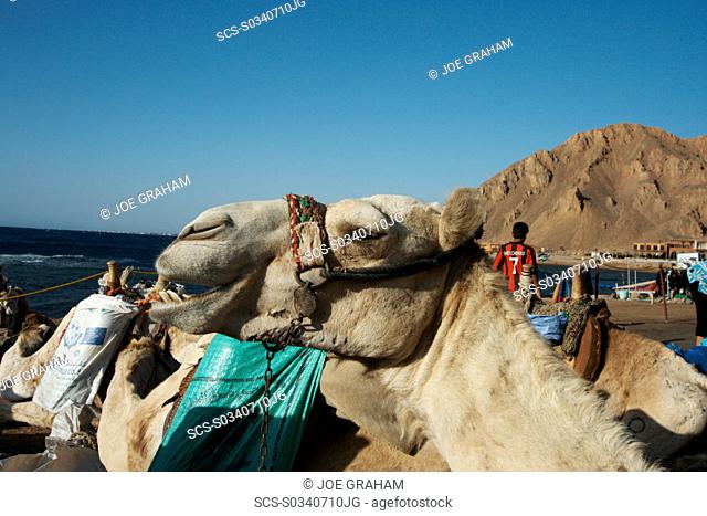 Camel smiling as he waits in the early morning sun with diving equipment on his back Dahab South Sinai Egypt