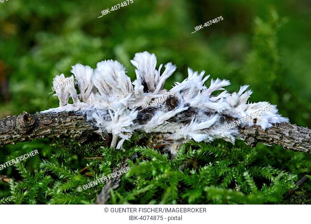 White Leather Coral (Thelephora penicillata), saprobiontic fungus, inedible, Switzerland