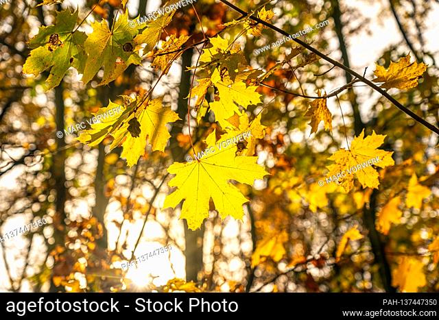 November 15, 2020, the Tegeler See in Berlin Tegel, Reinickendorf district in the north of Berlin in autumn. The leaves on a maple show themselves in beautiful...