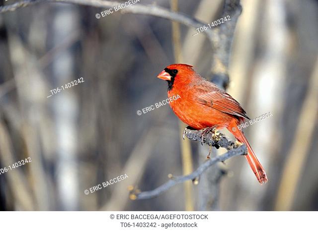Northern cardinal male perched on a branch Cardinalis cardinalis Quebec, Canada