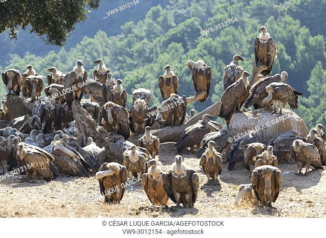 group of vultures resting after feeding. Mas de Bunyol, Valderrobres, Aragon, Spain