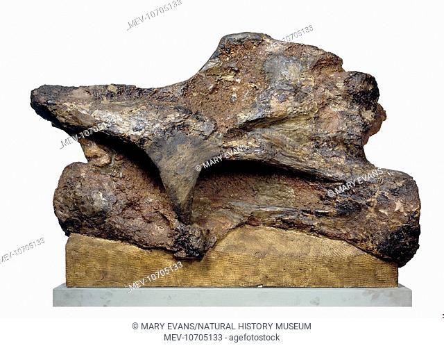 A specimen of a neck vertebra that once belonged to a dinosaur from the Brachiosauridae family. This family of dinosaurs lived during the Jurassic and...