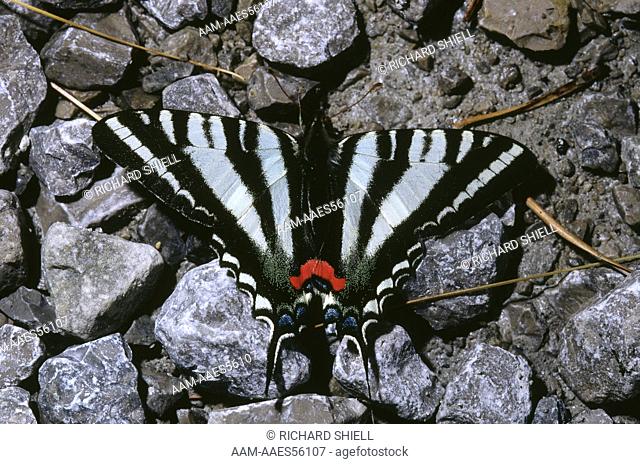 Zebra Swallowtail (Papilio marcellus) Early Season Form