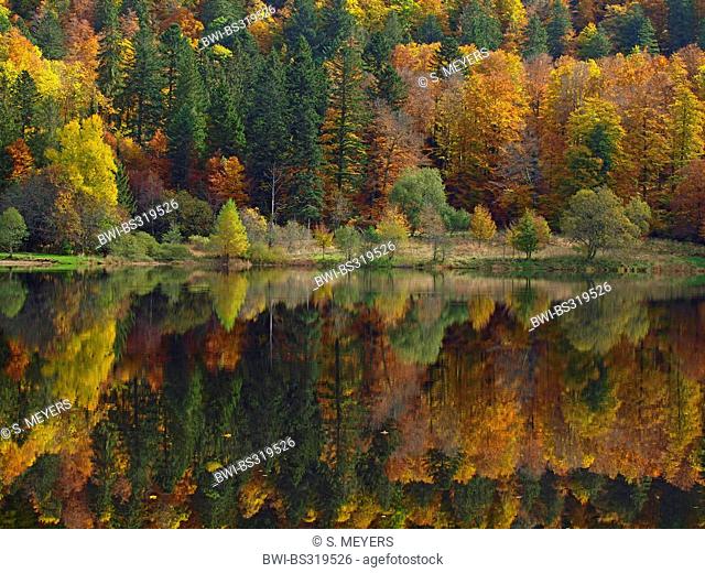 autumn wood in Vosges mountains at Lac Blanchemer, France, Alsace, Vosges Mountains