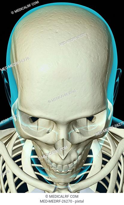 The bones of the head and face