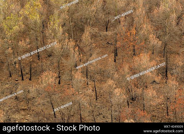 Tubs (Tines in catalan) and the Flequer valley after the 2022 Pont de Vilomara fire in the Sant Llorenç del Munt i l'Obac Natural Park (Bages, Barcelona