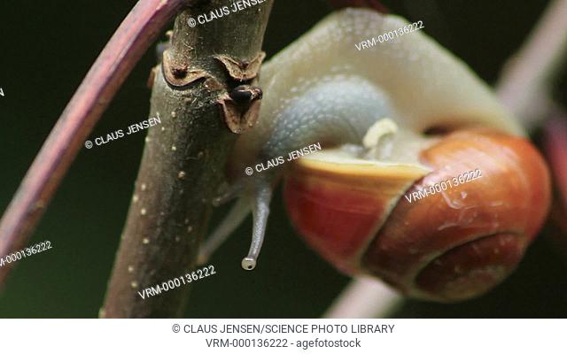 Garden snail (Cornu aspersum) moving on a plant