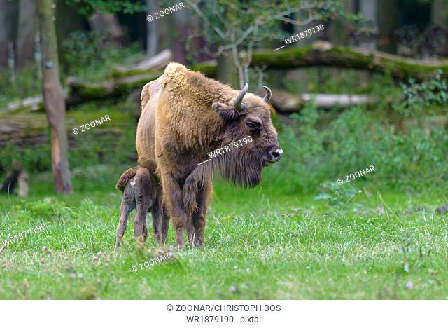 European bison, Bison bonasus