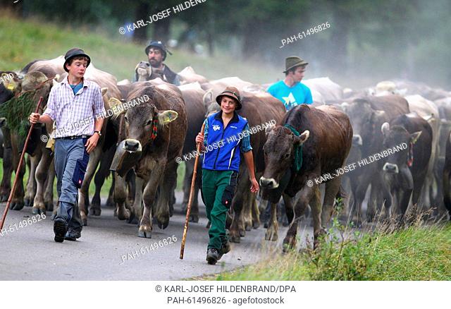Shepherds lead a cowtrain down to the valley in the Allgaeu region near Bad Hindelang, Germany, 11 September 2015. Thousands of cows will be taken to their...