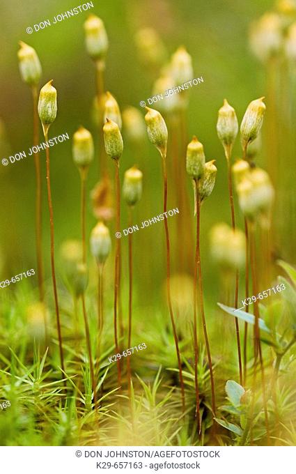 Hair cap moss (Polytrichium commune) Sporophytes