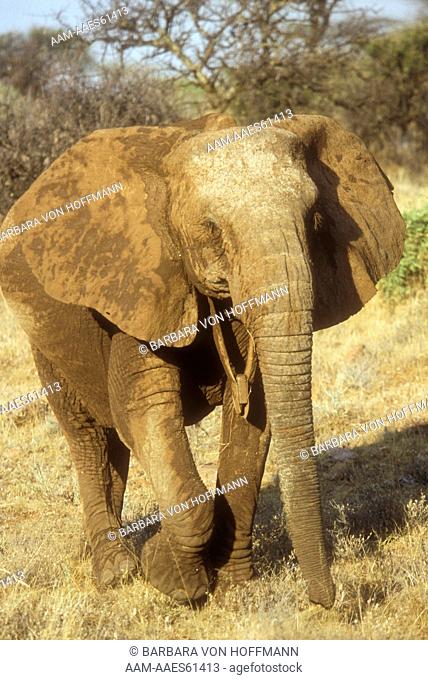 Collared Elephant feeding, Samburu NR, Kenya (Loxodonta africana)