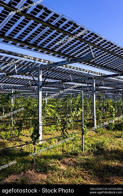 07 September 2023, Baden-Württemberg, Freiburg: Vines stand under a vino-photovoltaic system. With vino-photovoltaics (vino-PV)
