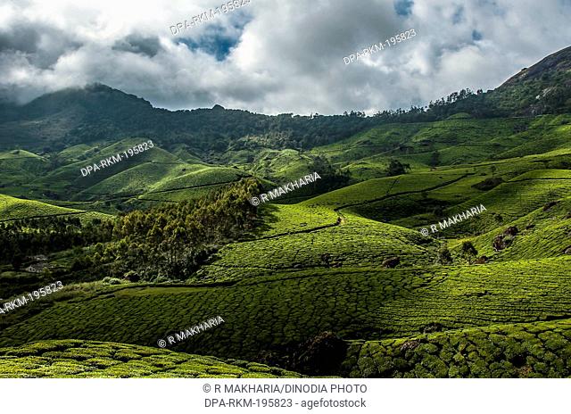 Tea garden devikulam hills, idukki, kerala, india, asia