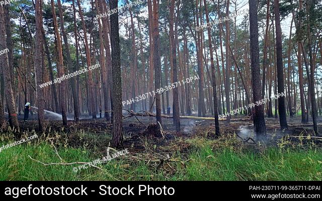 11 July 2023, Brandenburg, Bad Belzig: Firefighters extinguish pockets of embers. Near Bad Belzig (Potsdam-Mittelmark), a forest area of about five hectares...