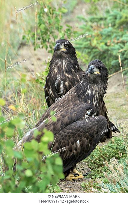 three month old bald eaglets ready to fledge, Yukon, Canada