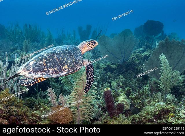 Sea Turtle swimming in a beautiful and healthy Caribbean coral reef