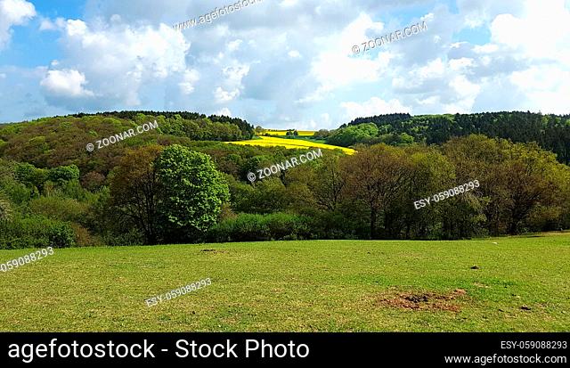 Rapsfelder, Brassica napus sind wunderschoene leuchtende gelbe Felder im Fruehling. Rape fields, Brassica napus are beautiful bright yellow fields in spring