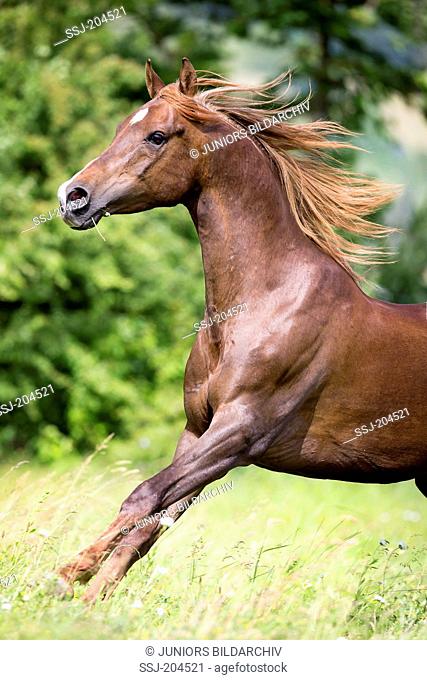 Arab Horse, Arabian Horse. Chestnut gelding galloping on a pasture. Switzerland