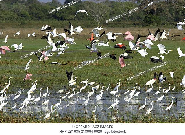 Great White Egret, casmerodius albus, Group standing in Swamp with Scarlet Ibis, Red-billed whistling duck, Roseate spoonbill and White-faced whistling duck
