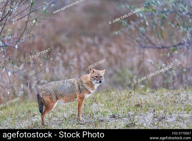 Golden jackal - CHACAL DORADO (Canis aureus), Danube Delta - DELTA DEL DANUBIO, Ramsar Wetland, Unesco World Heritgage Site, Tulcea County, Romania, Europe